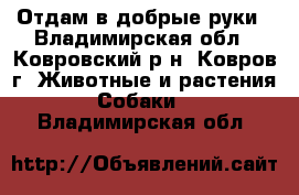 Отдам в добрые руки - Владимирская обл., Ковровский р-н, Ковров г. Животные и растения » Собаки   . Владимирская обл.